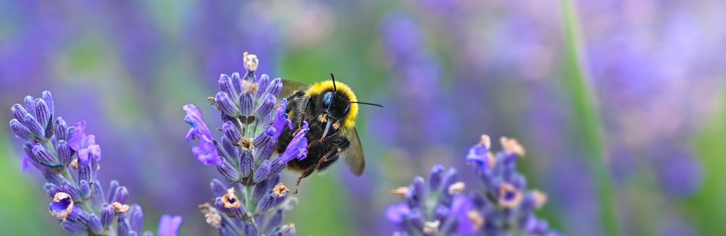 Encourage More Bees And Butterflies Into Your Garden With David Domoney Love The Garden 3749